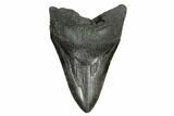 Serrated, Fossil Megalodon Tooth - South Carolina #168128-1